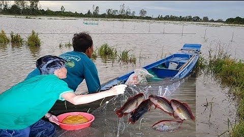 Mùa Nước Nổi 2 Cha Con Giăng Lưới Cá Rô Bằng Mồi Xác Mắm| Hương Lúa Miền Tây #03