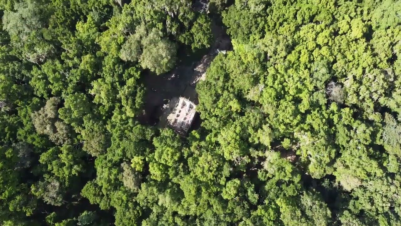 🇬🇹  |Reserva De La Biosfera Maya 🐾🌳🍀🐒🇬🇹