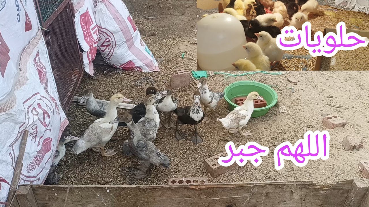 كدا أقدر أقول باركولي 😅🥳 وعقبال البواقي ⁉️ ومفجأة ولا على البال ولا في النية ♥️