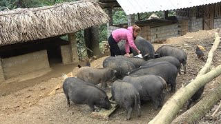 10 Year old pigs on the farm - Farm care - Commercial pig raising by Dao Farm Life 2,947 views 3 months ago 21 minutes