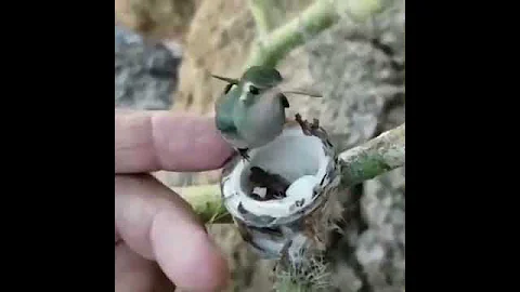 Самая маленькая в мире птица