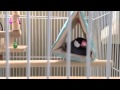 文鳥 バードテント ゆらゆら