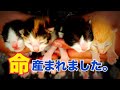 4匹産まれました。　猫の出産　ミケ猫　ねこ道楽