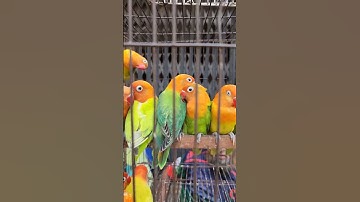 🐦 Lovebird Singing and Chirping Sounds | My Smart Parrot | Beautiful Birds 🐦