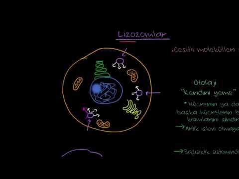 Video: Bir vakuolün yapısı ve işlevi nedir?