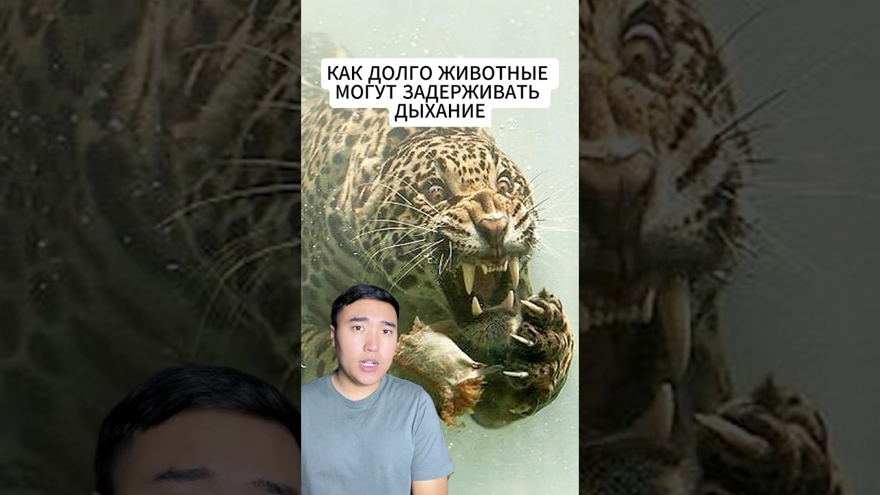 Как Долго Животные Могут Задерживать Дыхание
