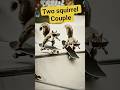 Squirrel Couple stunt #ai #tranding #song