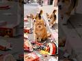 🎀 cat buys cake #pets #gatos #funnycats #kucing #mushuklar #funny #catvideos #billi #aivideo