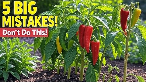 5 Pepper Growing Mistakes to Avoid