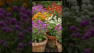 Gompherena Flower Plant