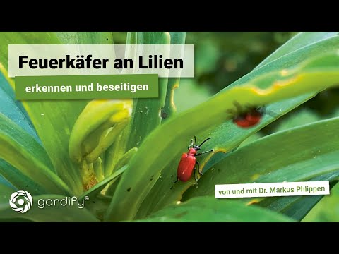 Signs of damage on lilies? How to protect your plant from lily beetles