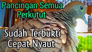 Pancingan Perkutut Sudah Terbukti Cepat Nyaut