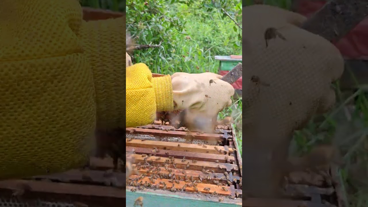 Hoje , 28 de fevereiro,estou otimista ,esperando dia da colheita 