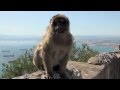 Cute Baby Monkeys on the Rock of Gibraltar