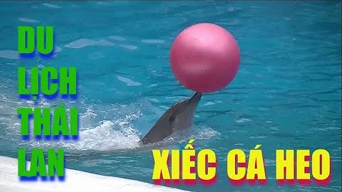 CÁ HEO  LÀM XIẾC -CỰC KỲ THÔNG MINH -  DU LỊCH THÁI LAN 2019--CUỘC SỐNG Ở MỸ-HNTV   @HNTVH​