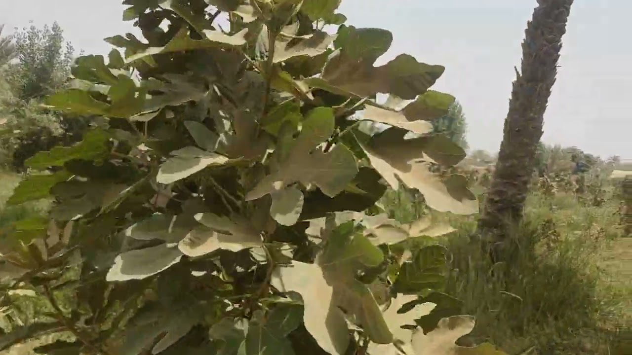 بستان شاطيه ٨ دونم طابو زراعي طويريج البو كريده#عقار #بساتين #تجاري #السعر ٤٠٠مليون