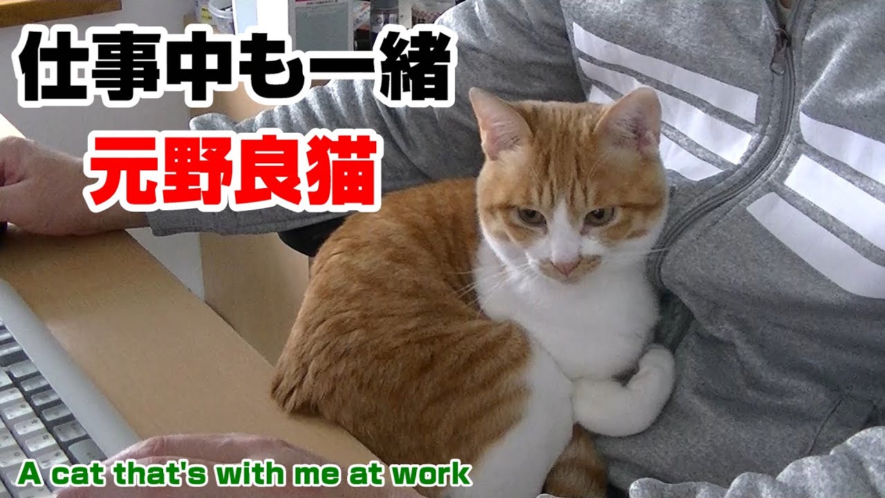 A cat that's with me at work - YouTube