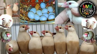 java sparrow breeding information | Eggs | Chicks |