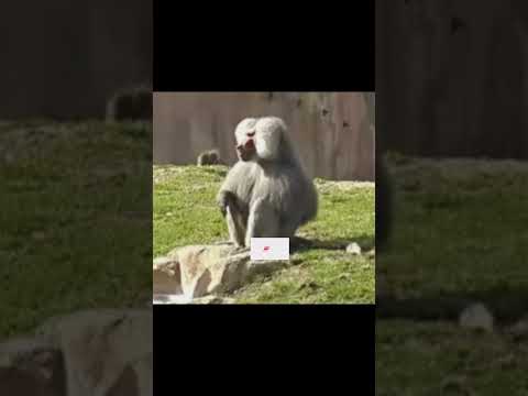 Baboon Monkey Sounds 🐵🙊🙉🙈🐒🐵🐵