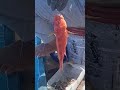 Pesta Strike di terumbu karang #vlog #fishing #mancingmania #laut #shorts