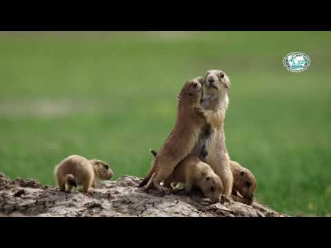 Однажды в прерии