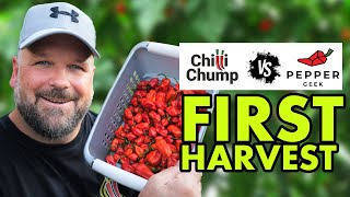 Dorset Naga Peppergeek Challenge - First Harvest by ChilliChump 8,201 views 8 months ago 4 minutes, 31 seconds