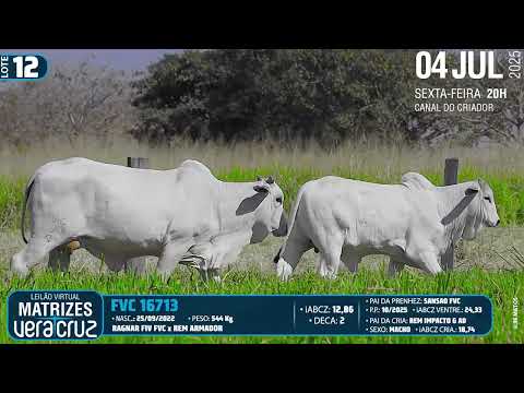 LOTE 12   FVC 16713