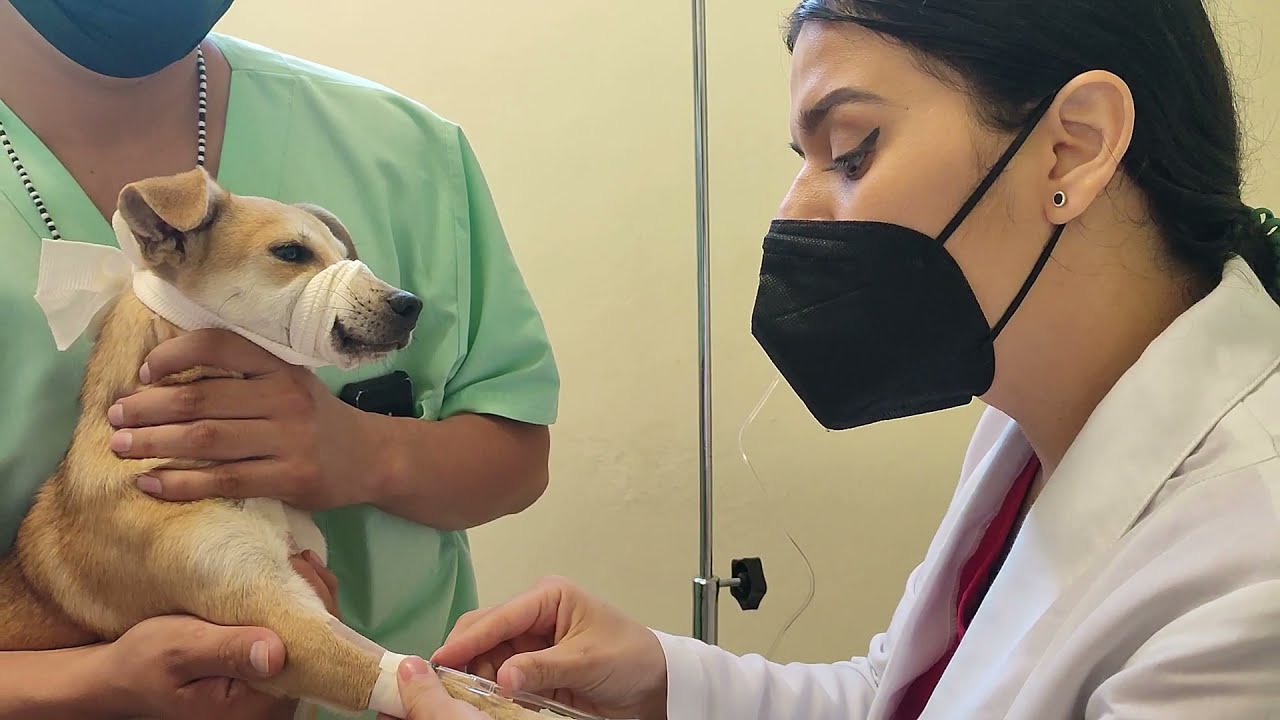Canalización de un canino  (colocación de catéter intravenoso en perros)