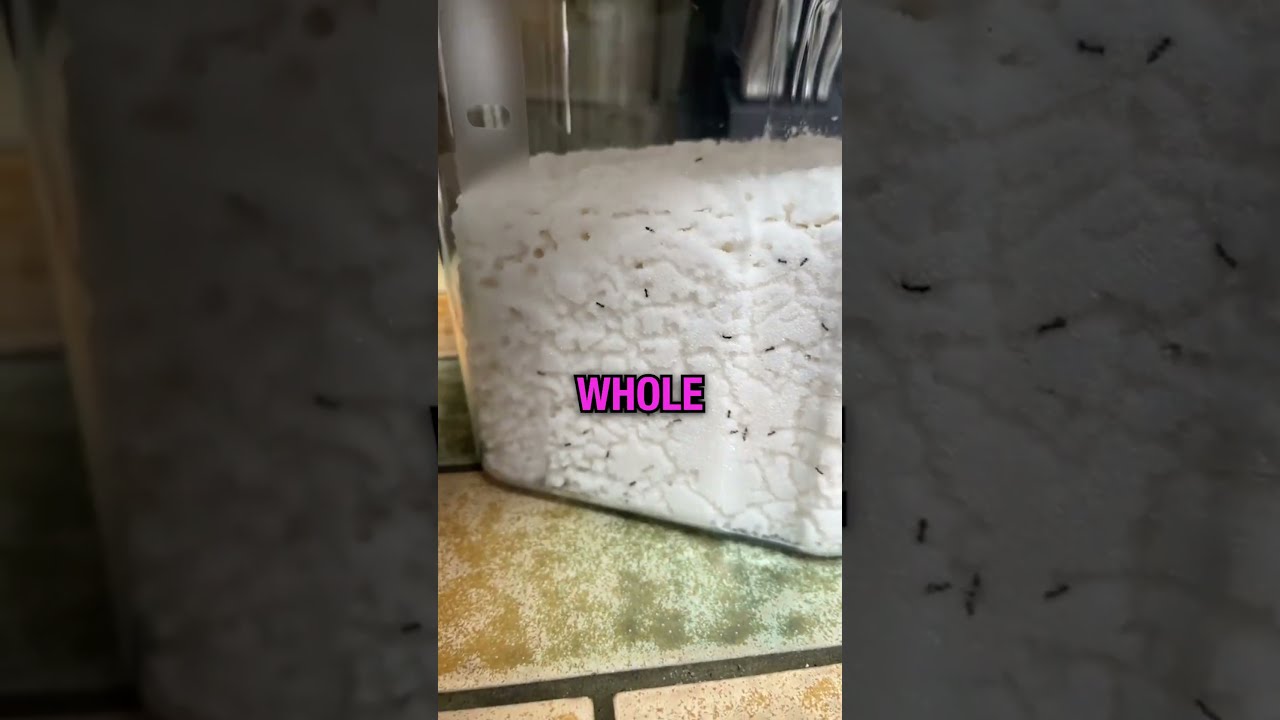Finding An Ant Colony In Sugar 