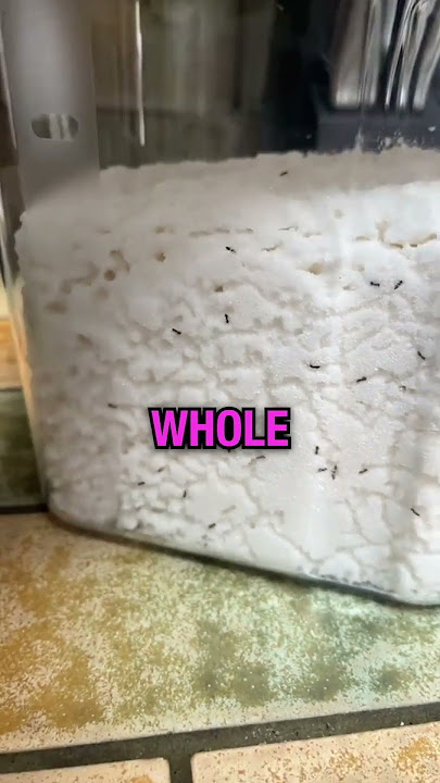 Finding an Ant Colony in Sugar? 🍪