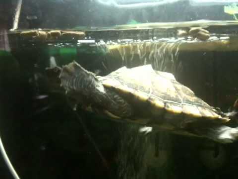 Mississippi Map turtle Eating