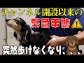 【犬　ヘルニア】ダックスの首の痛み！？一瞬で取り除く！！