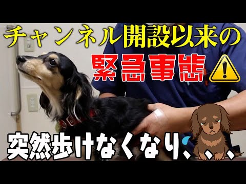 【犬　ヘルニア】ダックスの首の痛み！？一瞬で取り除く！！