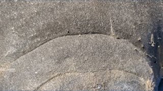 Florida crews rescue manatee from storm drain
