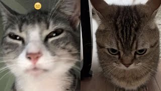 Try Not To Laugh 🤣 New Funny Cats Video 😹 - Fails of the Week Part 20