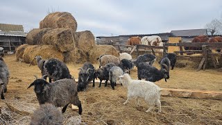 САМА ВЯЗАЛА❤️перчатки для ПАЛЬЧИКОВ, ШАПКИ ПУХОВЫЕ