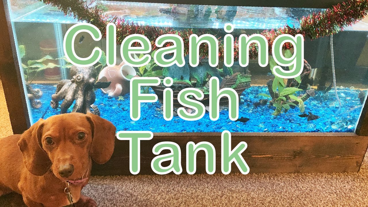 FISH TANK CLEANING Weekly Cleaning Routine of a Betta Sorority YouTube