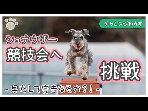 【ドッグスポーツ】シュナウザーたくとの日記!アジリティー競技大会へ出場!果たして結果は?!【ドッグアジリティーに挑戦】-miniature schnauzer agility trial-