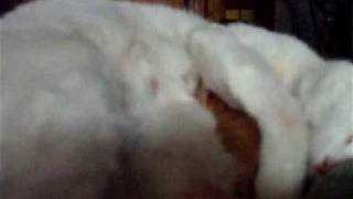 DSCF1533.AVI