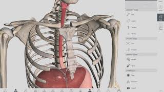 Esophageal Sphincters | Anatomy