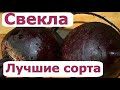 517 Свекла. Лучшие сорта