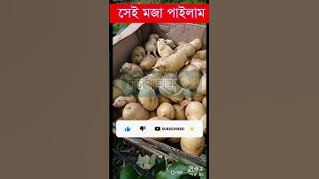 Using Ai to Combine fruits into EXISTING Animals #shorts #ai #aiart #fruits  #animals #funny