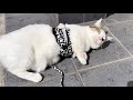 猫を飼って５年目でハーネスの付け方が初めて分かりました