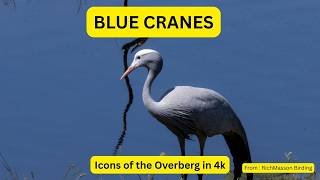 Blue Cranes. Icons of the Overberg in 4k