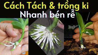 Cách Tách Ki Khỏi Thân Mẹ và Trồng Không Bị Chột, Nhanh Bén Rễ | Đức Hoa Lan