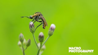 HOW TO MACRO PHOTOGRAPHY EDITING | ADOBE PHOTOSHOP