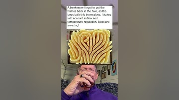 A Beekeeper Forgot To Put The Frame Back In The Hive, So The Bees Built This All By Themselves.