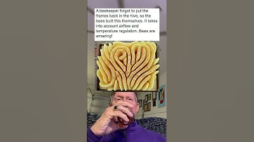 A Beekeeper Forgot To Put The Frame Back In The Hive, So The Bees Built This All By Themselves.