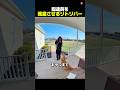 番犬に向いてなさすぎるリトリバー