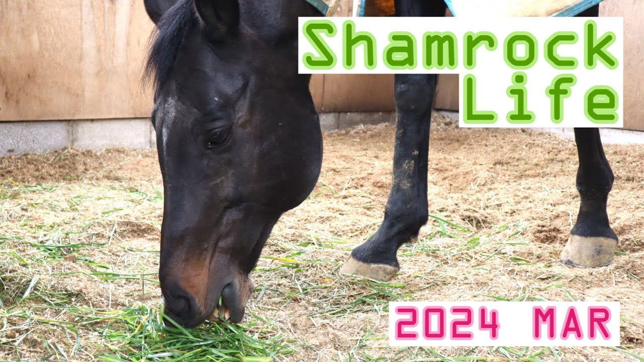 Do It Yourself/3月のVlog